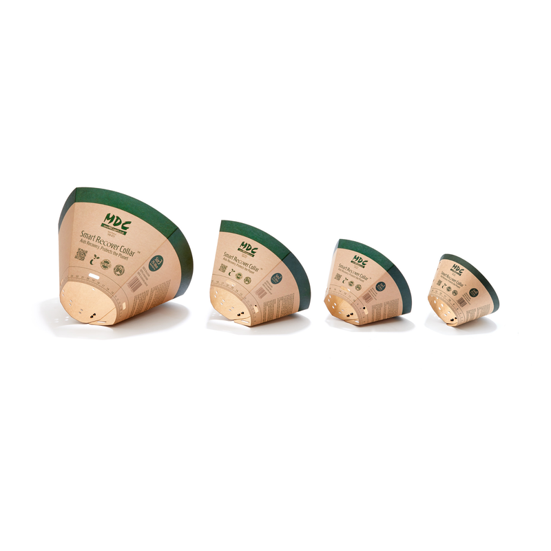 White background with a row of four Elizabethan style cardboard recovery collars.