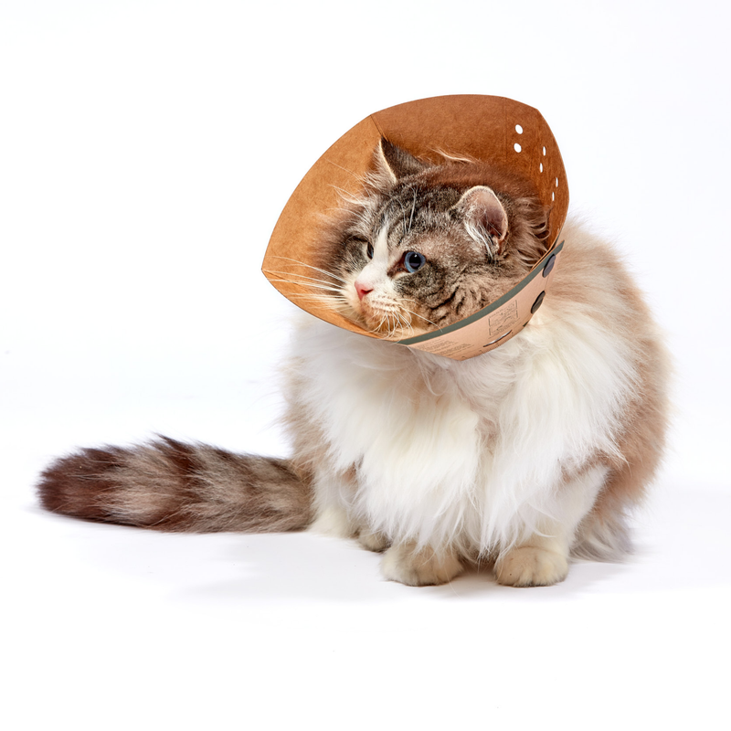 Long haired Tabby point cat wearing a Elizabethan style cardboard recovery collars, pictured on a white background. 