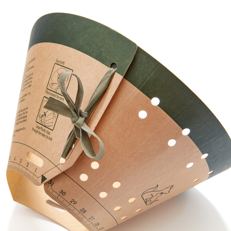 White background close up of the back of Elizabethan style cardboard recovery collar with a green ribbon. 