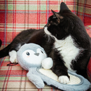 Black and white cat playing with a penguin shaped cat scratcher, dominantly fluffy grey body with a canvas belly, with dark grey beak and feet, with a white pom pom on a string attached pictured on a tartan sofa. 