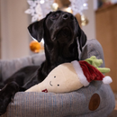 Young black Labrador dog sat in a dog bed with a Christmas decorations in the background with a plush toy parsnip with a red Santa hat and stitched eyes and smile. 