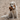 Golden retriever with a Petface George giraffe dog toy in it's mouth, while sat on a sandy beach.