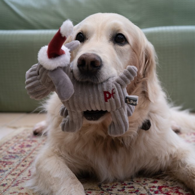 Golden Retriever with a grey dog dog toy made from soft cord effect fleece material with red 'PF' stitched on hip, wearing a red Christmas hat. Pictured in a living room setting with a green sofa in the background. 