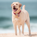 Yellow Labrador dog wearing a red 'Red Dingo' dog collar with white stars on it, on a beach. 