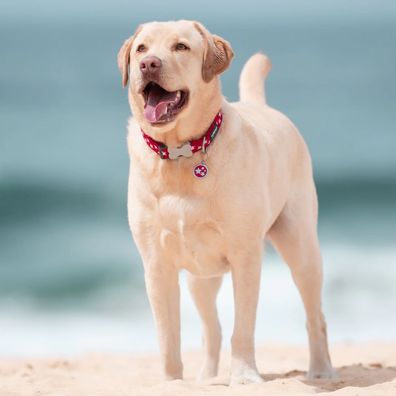 Yellow Labrador dog wearing a red 'Red Dingo' dog collar with white stars on it, on a beach. 
