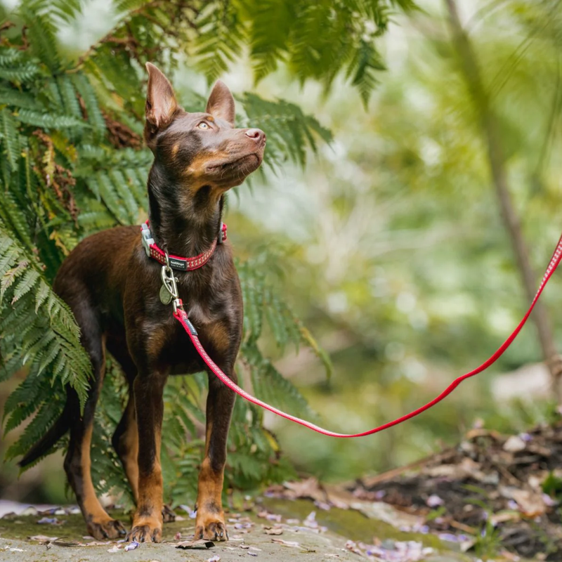 Australian Kelpie wearing a Red Dingo reflective bone dog lead and collar in red variation, pictured in woodland. 