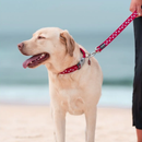 Yellow Labrador dog wearing a red 'Red Dingo' dog collar and lead with white stars on it, on a beach. 