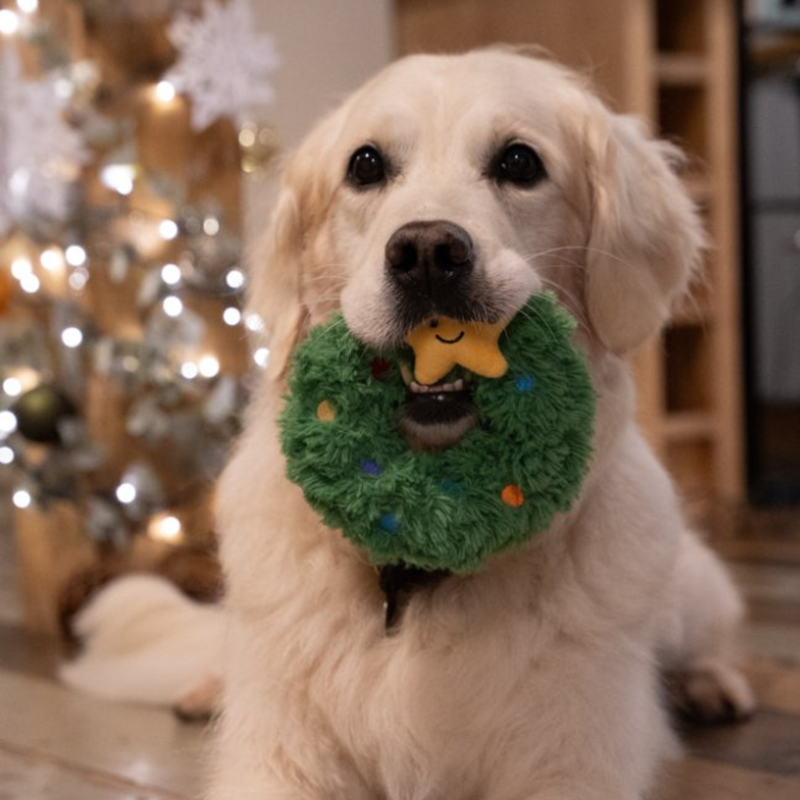 Golden retriever dog with a plush dog toy Christmas wreath with a plush star with stitched eyes and smile with fairy lights in the background. 