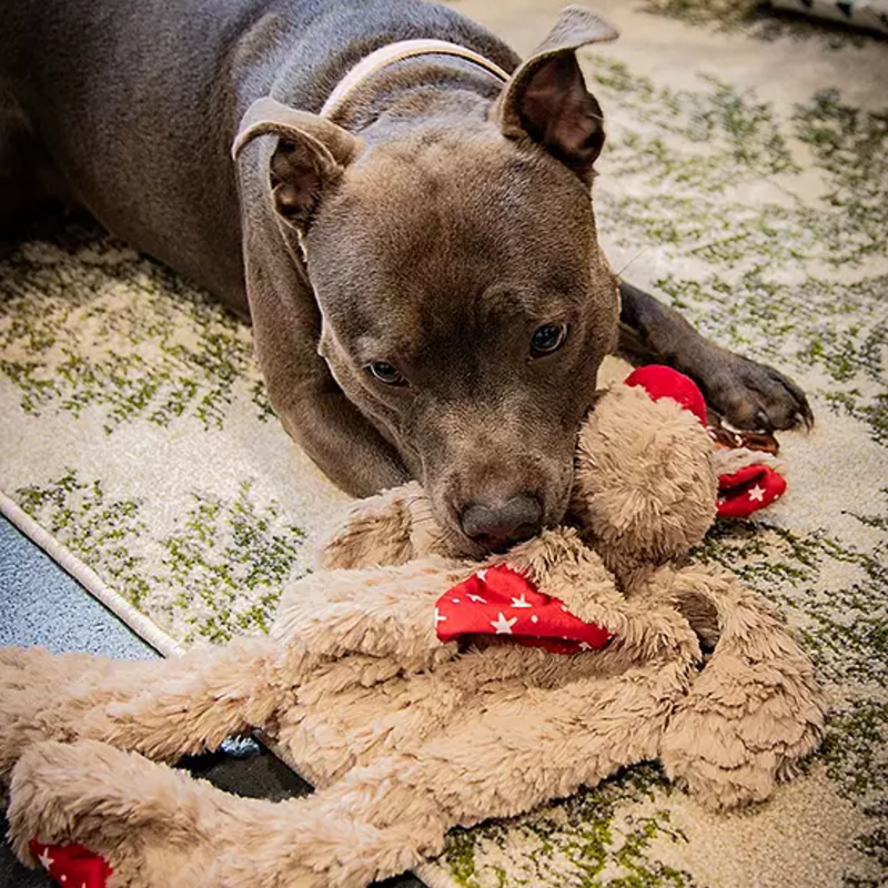 Grey Staffordshire Bull Terrier lying on a rug playing with a brown reindeer plush dog toy with red fabric with stars on the belly and inner ears, a red nose with stitched eye details and metallic antlers. 