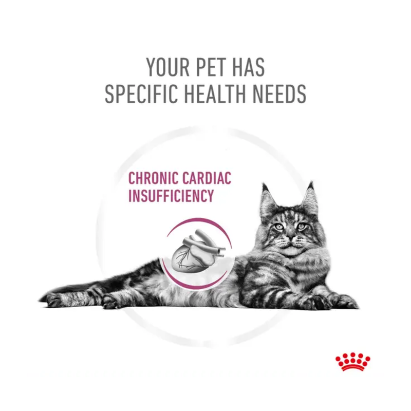 White background with a grey Maine coon cat lying in the centre. A picture of a heart is lay over the cat's chest with text 'Chronic cardiac insufficiency' written above. Title at the top says 'Your pet has specific health needs'.