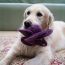 Golden Retriever Dog in a Livingroom with a plush dog toy red cabbage with stitched eyes and smile in it's mouth, lying on a rug with a green sofa in the background. 