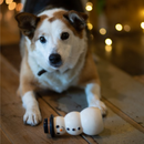 Tri-coloured dog playing with a latex snowman dog toy pictured, the snowman is wearing a top hat and has an orange nose and black facial features. 