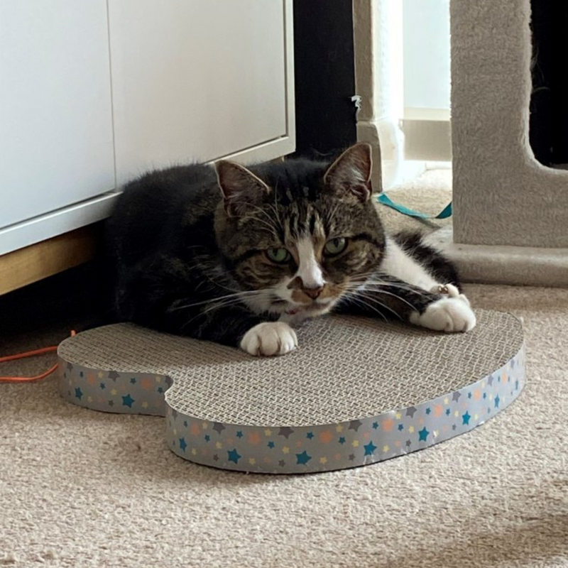 Adult brown tabby and white cat lying on heart shaped corrugated cardboard scratcher with multicoloured star details around the outside, on carpet with a white cabinet in the background. 