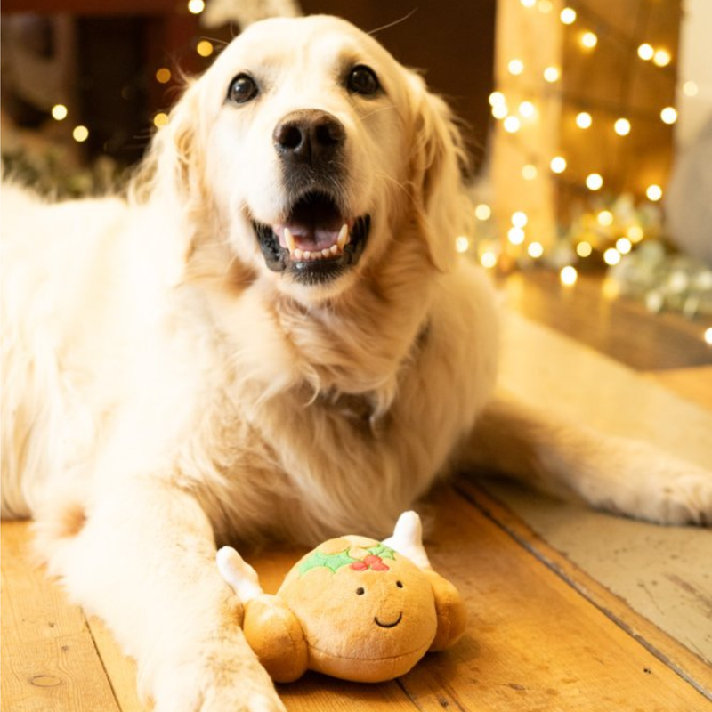 Golden retriever indoor with fairy lights in the background with a plush dog toy roast turkey with a holly stitched on the top and stitched eyes and smile between it's paws. 