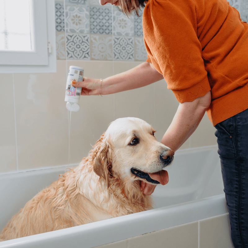 Person giving a bath to a golden retriever in a bathtub, holding a bottle of shampoo.