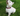 White West Highland Terrier sat on grass wearing a red tartan dog collar. 