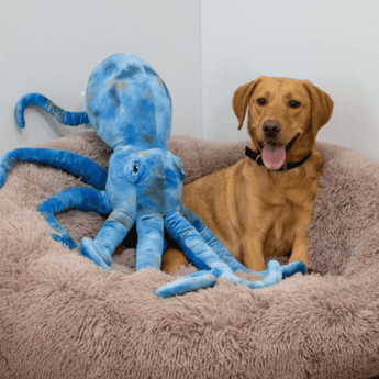 Golden Labrador lying in a fleece bed with a blue and grey giant Ancol Phil the Kraken octopus. 