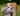 Golden Retriever type dog carrying a fluffy brown Sid the Spider dog toy in it's mouth in a garden.
