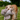 Golden Retriever type dog carrying a fluffy brown Sid the Spider dog toy in it's mouth in a garden.