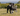 A black spaniel puppy carrying a grey and plaid Ancol Heritage Toby toad dog toy in it's mouth, outside on grass.