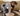 A brown and tan dachshund sat on a green sofa with a plaid blanket and a grey Ancol plush Elephant dog toy sat next to it.