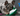 French bulldog type dog laying is head on a mini green Ancol Made From Turtle dog toy, pictured on a grey wooden floor.