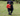 Black spaniel carrying an Ancol Mini Orangutan dog toy in it's mouth, pictured on grass.