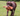 A chocolate Labrador dog carrying an Ancol 'Made From' brown plush pangolin, in it's mouth in a garden.