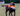 Chocolate Labrador carrying an orange and white Ancol Made From Puffer Fish dog toy, in a garden setting.