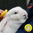 White rabbit being held by someone in a blue jacket, that is off camera. The rabbit is being brushed with a small Ancol yellow brush with white bristles for rabbits. In the bottom corner of the image is a circle with a illustrated rabbit, guinea pig and gerbil, below text says 'For small pets'. 