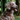 Brown Retriever type dog facing forward wearing a brown leather Ancol Timberwolf collar with a metal buckle and D-ring.