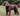 Brown spaniel-type dog wearing a collar with a brown leather Ancol Timberwolf lead attached.