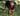 Black and tan Cavalier King Charles Spaniel wearing a red Ancol Buckle dog collar and harness, pictured outside on grass.  