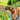 Dog in a red Ancol Viva harness exploring a garden with flowers and greenery.