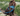 Brown poodle cross type dog wearing a black Ancol Harness and Padded lead, sat on a path in a field.