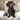 Brown Dachshund dog wearing a black Ancol Buckle dog collar and Padded lead, sat on a cream sofa.