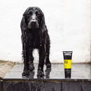 Black cocker spaniel dog dripping wet, stood on a tiled area, next to a black and yellow bottle of Animology Fox Poo Dog Shampoo.