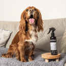 Brown cocker spaniel dog on a cream sofa sat on a grey throw, with a black and grey spray bottle of Animology 'Glossy Dog' Conditioning Dog Spray also on the sofa. 