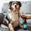 Blue Marl collie dog sat on a grey sofa, with a someone brushing them, sat next to a black and aqua blue spray bottle of Animology Knot Sure detangle spray. 