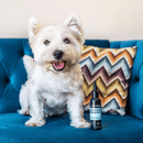 West Highland terrier dog sat on a blue velvet sofa with a stripy cushion behind it. A black and blue bottle of Animology Tear Stain Remover is also on the sofa.