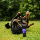 Rottweiler dog rolling on grass in a garden. With a black and purple bottle of Animology True Colours, dog shampoo in the foreground.
