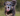 Black and tan Collie cross breed dog wearing a clear basket Baskerville INVISA dog muzzle with grey fabric straps. 