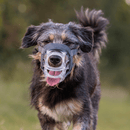 Black and tan Collie cross breed dog wearing a clear basket Baskerville INVISA dog muzzle with grey fabric straps. 
