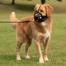 Golden Retriever type dog wearing a black basket Baskerville ULTRA dog muzzle with black fabric straps, pictured outside.