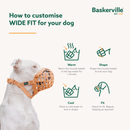White boxer dog wearing a brown basket Baskerville WIDE FIT dog muzzle, next to the dog is instructions on how to customise the fit of the muzzle in warm water.