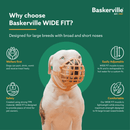 White boxer dog wearing a brown basket Baskerville WIDE FIT dog muzzle, around the dog is why you should choose Baskerville WIDE FIT: Welfare first, Safety, Easily Adjustable and Comfortable.