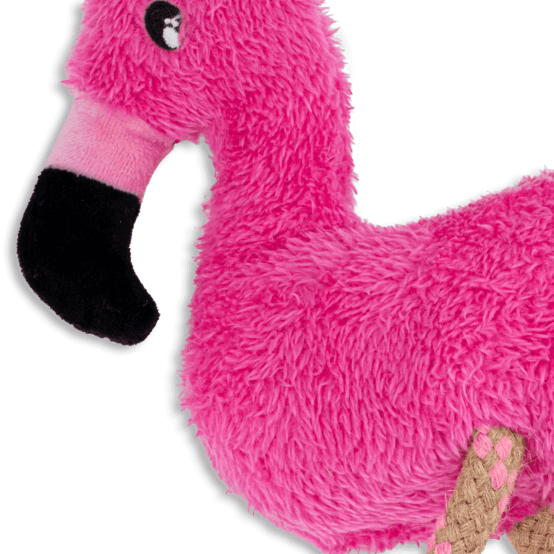 Flamingo Close Up