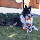 Black and white collie dog with orange plush fox toy with long legs and arms, with a black and white geometric patterned body. Pictured outside on a grass verge. 
