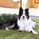 Black and white collie dog with teddy bear shaped dog toy with black party hat with white spots on it's head. Bear has stitched facial features, white muzzle and pink blush on it's cheeks pictured on a grass verge. 