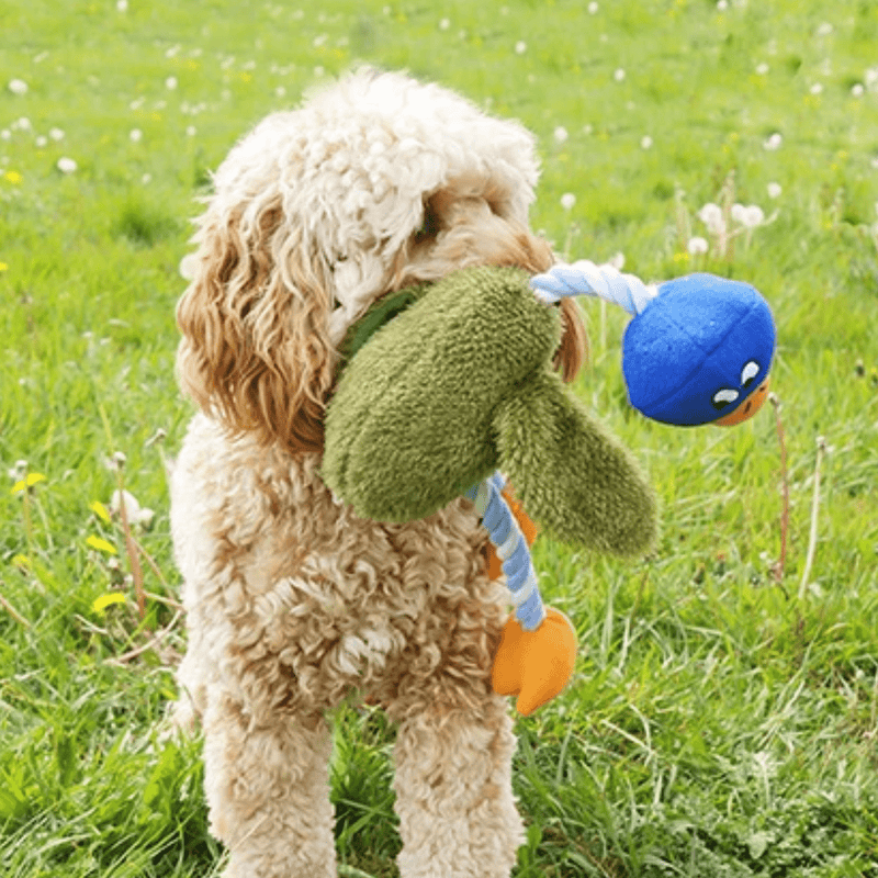 Golden coloured mixed breed dog with Duck shaped dog toy with blue head, yellow beak with a blue and white rope neck, brown plush body, blue and white twisted rope legs connected to yellow feet in it's mouth. Pictured on a grass. 